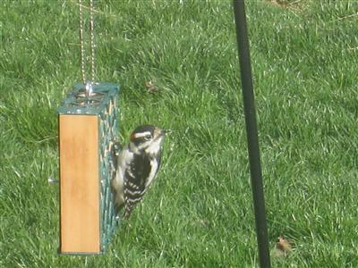  DOWNY WOODPECKER 